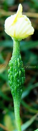  Female Flower